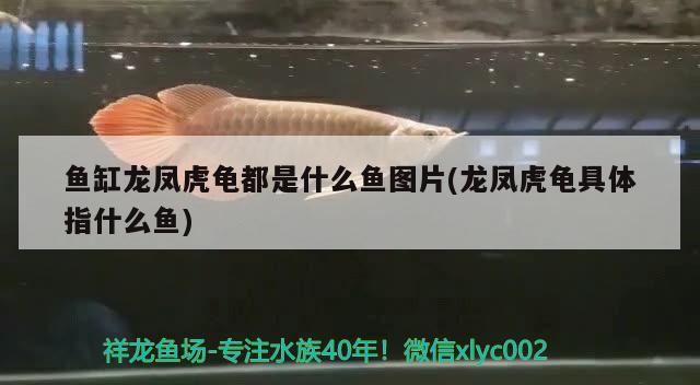 臨沂哪里賣魚缸好點(diǎn)的及魚，臨沂哪里賣魚缸好點(diǎn)的臨沂哪里賣魚缸好點(diǎn)的魚 斑馬鴨嘴魚 第3張