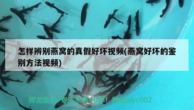 怎樣辨別燕窩的真假好壞視頻(燕窩好壞的鑒別方法視頻) 馬來西亞燕窩