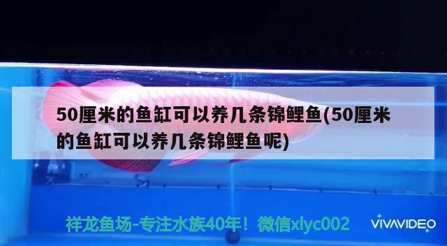 50厘米的魚缸可以養(yǎng)幾條錦鯉魚(50厘米的魚缸可以養(yǎng)幾條錦鯉魚呢) 撒旦鴨嘴魚