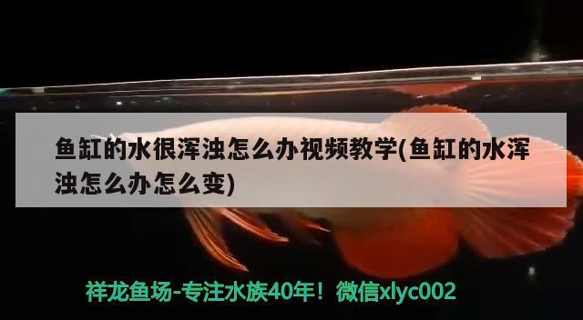 魚缸的水很渾濁怎么辦視頻教學(魚缸的水渾濁怎么辦怎么變) 生態(tài)瓶/創(chuàng)意缸/桌面微景缸