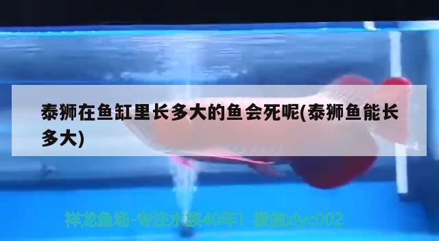 泰獅在魚缸里長多大的魚會死呢(泰獅魚能長多大) 申古銀版魚