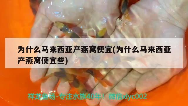 觀賞魚(yú)缸過(guò)濾器材有哪些種類(魚(yú)缸過(guò)濾器材料哪幾樣比較實(shí)用) 觀賞魚(yú)百科