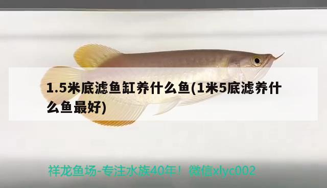 1.5米底濾魚缸養(yǎng)什么魚(1米5底濾養(yǎng)什么魚最好) 黃金斑馬魚