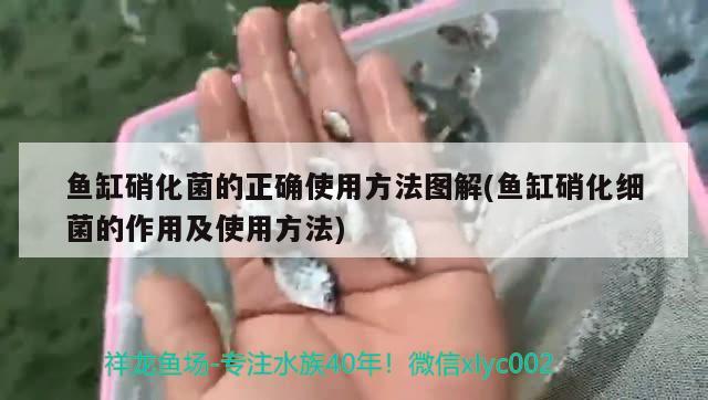 魚缸硝化菌的正確使用方法圖解(魚缸硝化細菌的作用及使用方法) 硝化細菌