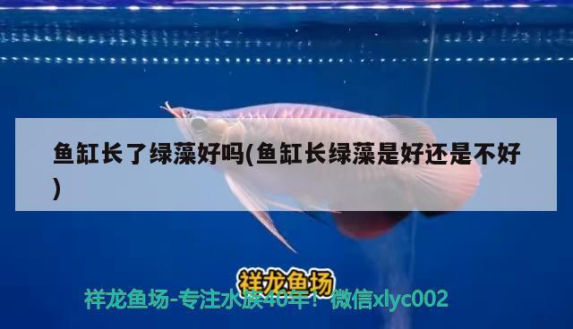 魚缸長(zhǎng)了綠藻好嗎(魚缸長(zhǎng)綠藻是好還是不好) 熊貓異形魚L46