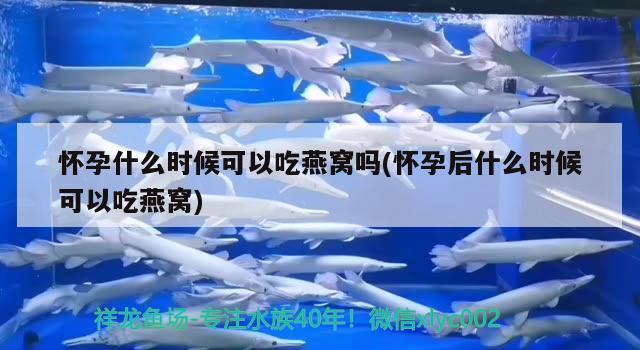 鬼王雷龍魚和藍(lán)寶石雷龍魚的區(qū)別是什么鬼王雷龍魚和藍(lán)寶石雷龍魚，鬼王雷龍和藍(lán)寶石雷龍魚和藍(lán)寶石雷龍魚的區(qū)別是什么