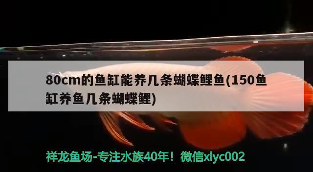 80cm的魚缸能養(yǎng)幾條蝴蝶鯉魚(150魚缸養(yǎng)魚幾條蝴蝶鯉) 蝴蝶鯉