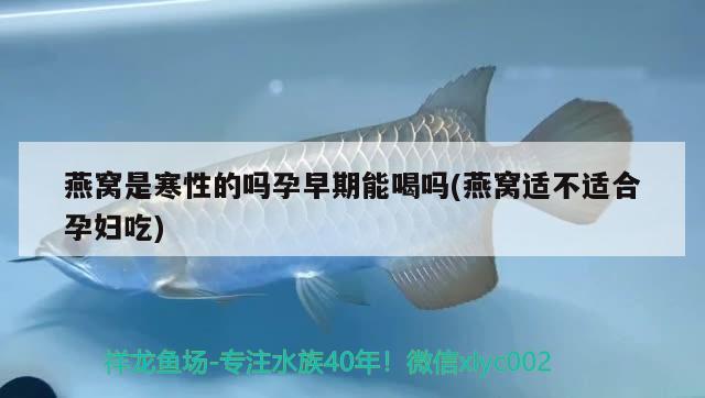 泰金羅漢魚可以長多大的魚缸(泰金羅漢魚可以長多大的魚缸里面) 羅漢魚