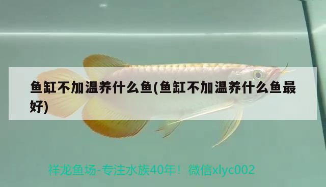 紅龍魚的挑選技巧，如何挑選紅龍魚 斑馬鴨嘴魚 第3張