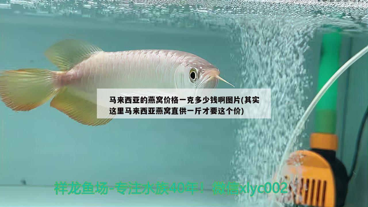 馬來西亞的燕窩價(jià)格一克多少錢啊圖片(其實(shí)這里馬來西亞燕窩直供一斤才要這個(gè)價(jià)) 馬來西亞燕窩