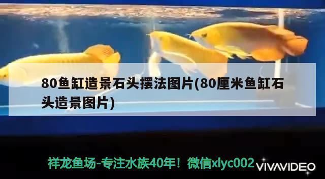 80魚缸造景石頭擺法圖片(80厘米魚缸石頭造景圖片) 廣州觀賞魚魚苗批發(fā)市場