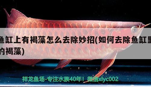 魚缸上有褐藻怎么去除妙招(如何去除魚缸里的褐藻)