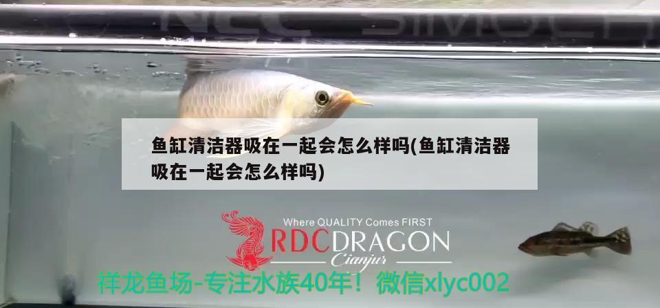 三亞觀賞魚寄養(yǎng)魚要多少錢一月（三亞觀賞魚批發(fā)市場） 黑白雙星魚 第2張