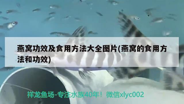 燕窩功效及食用方法大全圖片(燕窩的食用方法和功效) 馬來西亞燕窩