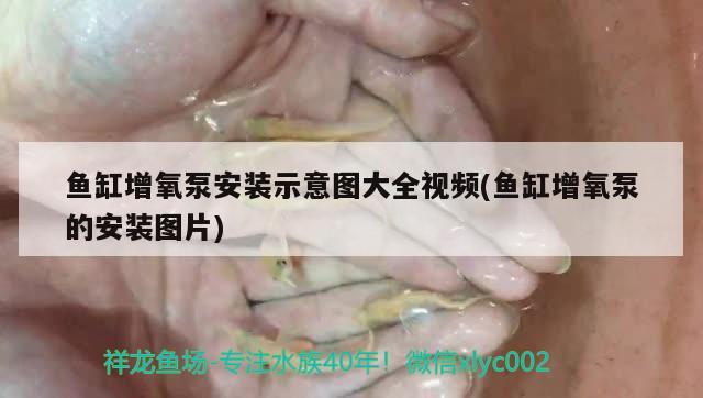 魚缸增氧泵安裝示意圖大全視頻(魚缸增氧泵的安裝圖片)