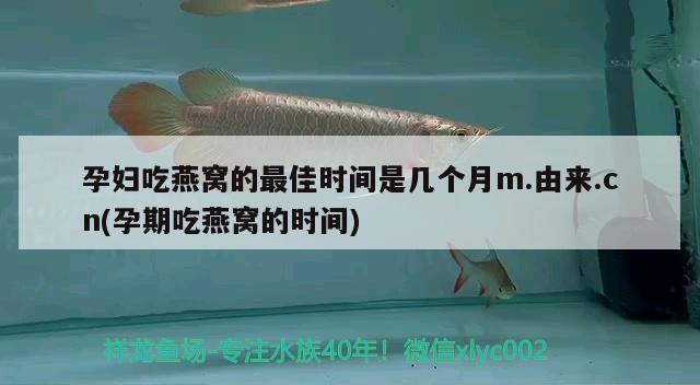 孕婦吃燕窩的最佳時(shí)間是幾個(gè)月m.由來(lái).cn(孕期吃燕窩的時(shí)間)