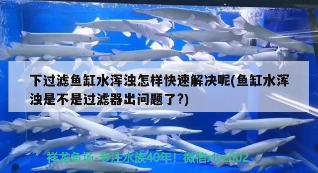 下過濾魚缸水渾濁怎樣快速解決呢(魚缸水渾濁是不是過濾器出問題了?)