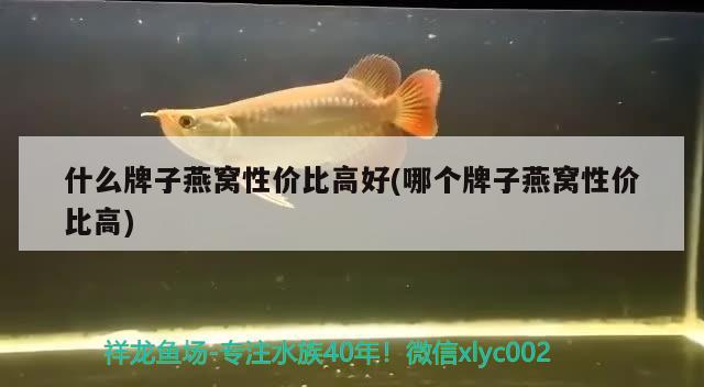 魚缸里為啥長(zhǎng)青苔（魚缸里為啥長(zhǎng)青苔了）