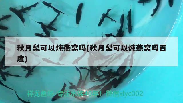 龍魚品牌的兩個字是什么名字：龍魚品牌的兩個字是什么名字啊 水族維護服務（上門） 第3張