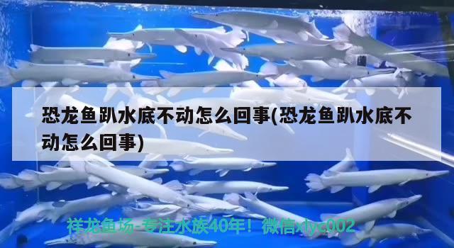 魚缸里為啥長(zhǎng)青苔（魚缸里為啥長(zhǎng)青苔了）