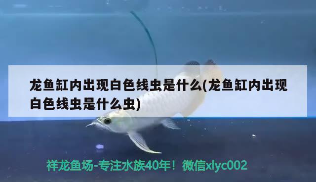 龍魚缸內(nèi)出現(xiàn)白色線蟲是什么(龍魚缸內(nèi)出現(xiàn)白色線蟲是什么蟲) B級過背金龍魚