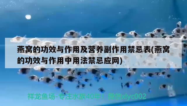 龍魚品牌的兩個字是什么名字：龍魚品牌的兩個字是什么名字啊 水族維護服務（上門） 第1張