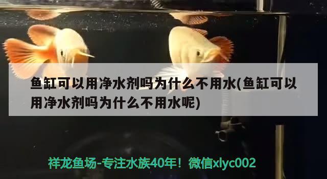 魚缸可以用凈水劑嗎為什么不用水(魚缸可以用凈水劑嗎為什么不用水呢) 觀賞蝦蟹等飼料