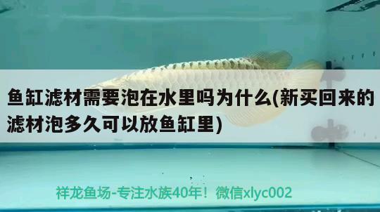 魚缸濾材需要泡在水里嗎為什么(新買回來的濾材泡多久可以放魚缸里)