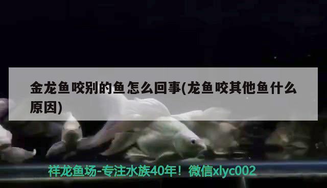 金龍魚的1:1:1是什么意思(金龍魚111是比嗎)