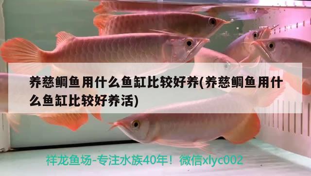 養(yǎng)慈鯛魚用什么魚缸比較好養(yǎng)(養(yǎng)慈鯛魚用什么魚缸比較好養(yǎng)活) 細線銀板魚苗