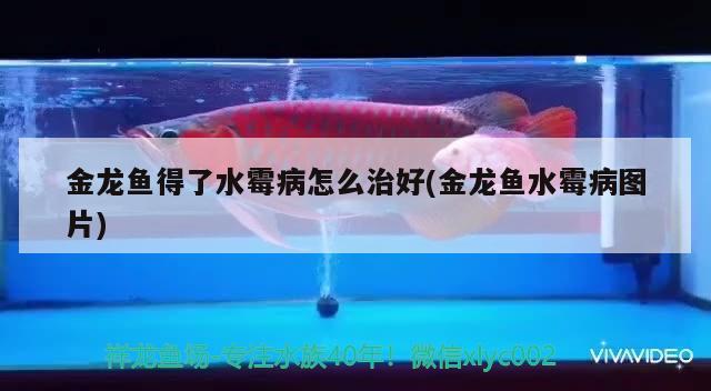 金龍魚得了水霉病怎么治好(金龍魚水霉病圖片) 黃金貓魚百科