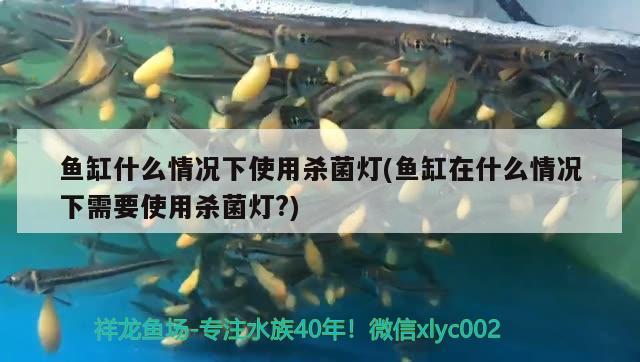 魚缸什么情況下使用殺菌燈(魚缸在什么情況下需要使用殺菌燈?) 馬拉莫寶石魚苗