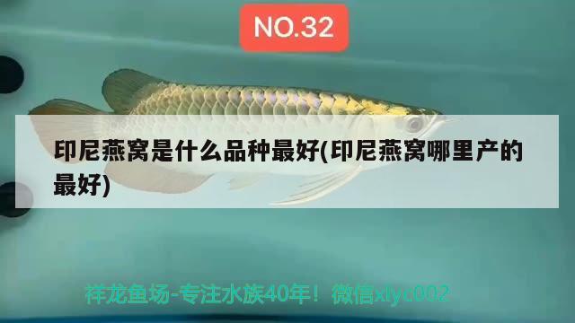 龍魚身上鱗片發(fā)白了怎么回事：龍魚身上鱗片腫起來怎么辦 觀賞魚市場 第2張