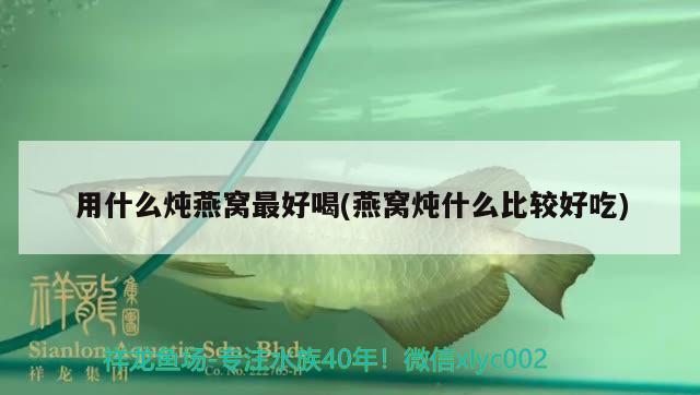 藍曼龍魚飼養(yǎng)方法（曼龍魚怎么養(yǎng)） 黃金貓魚 第1張