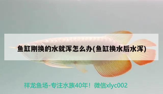 魚缸剛換的水就渾怎么辦(魚缸換水后水渾) 紅龍專用魚糧飼料