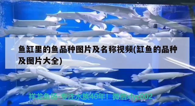 魚缸里的魚品種圖片及名稱視頻(缸魚的品種及圖片大全) 成吉思汗鯊（球鯊）魚