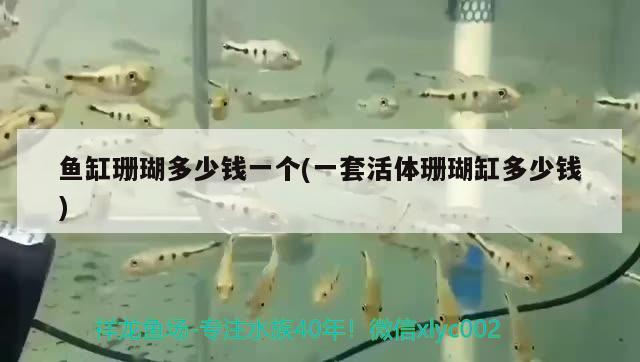 魚缸珊瑚多少錢一個(一套活體珊瑚缸多少錢) 銀河星鉆魚