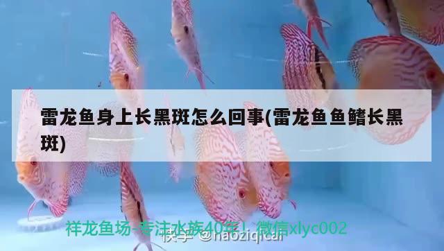 蔚縣云霆龍會(huì)水族館 過(guò)背金龍魚(yú) 第2張