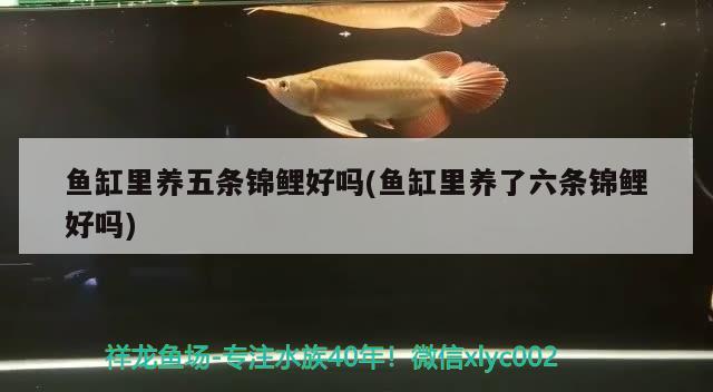 魚缸里養(yǎng)五條錦鯉好嗎(魚缸里養(yǎng)了六條錦鯉好嗎) 伊巴卡魚