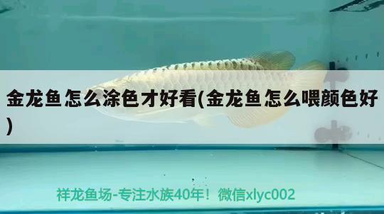 金龍魚(yú)怎么涂色才好看(金龍魚(yú)怎么喂顏色好) 委內(nèi)瑞拉奧里諾三間魚(yú)苗