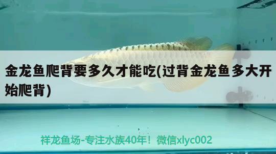 金龍魚爬背要多久才能吃(過背金龍魚多大開始爬背) 金龍魚百科