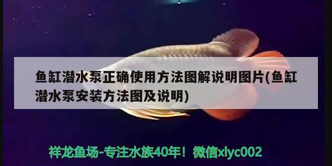 魚缸潛水泵正確使用方法圖解說明圖片(魚缸潛水泵安裝方法圖及說明)