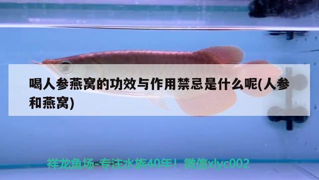 虎紋銀板魚圖片大全（虎頭銀板魚） 虎魚百科 第2張