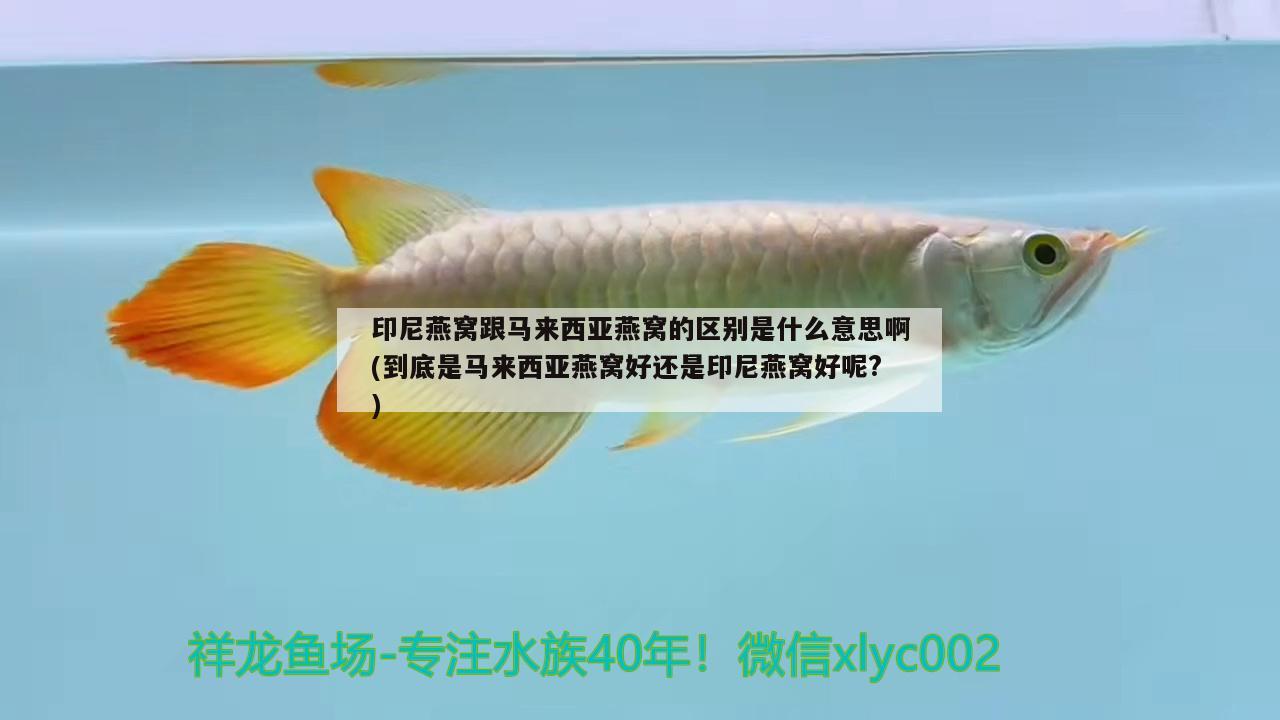 一個(gè)賣泰虎的奸商希望大家小心 泰國虎魚 第1張