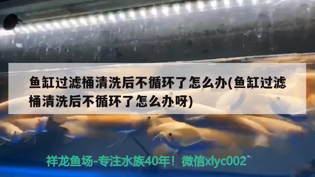 魚缸過濾桶清洗后不循環(huán)了怎么辦(魚缸過濾桶清洗后不循環(huán)了怎么辦呀) 藍(lán)底過背金龍魚