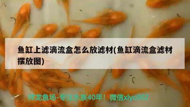 魚缸上濾滴流盒怎么放濾材(魚缸滴流盒濾材擺放圖) 魚缸清潔用具