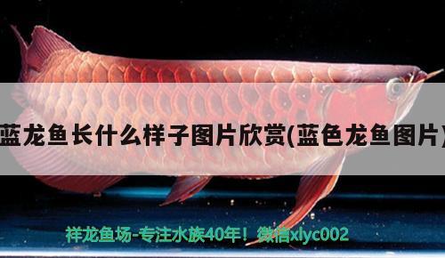 藍(lán)龍魚長什么樣子圖片欣賞(藍(lán)色龍魚圖片) 觀賞魚魚苗