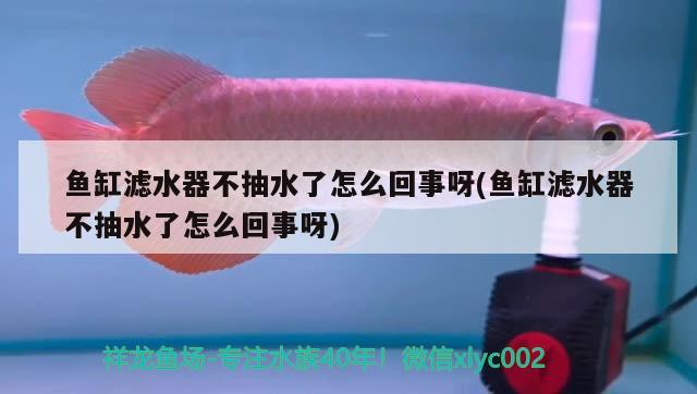 魚缸濾水器不抽水了怎么回事呀(魚缸濾水器不抽水了怎么回事呀)