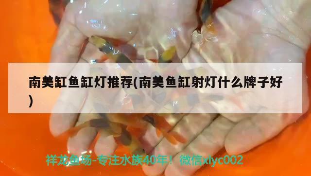 南美缸魚缸燈推薦(南美魚缸射燈什么牌子好)