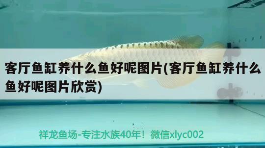 客廳魚缸養(yǎng)什么魚好呢圖片(客廳魚缸養(yǎng)什么魚好呢圖片欣賞) 藍(lán)帆三間魚